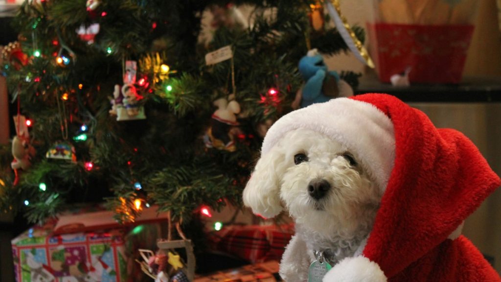 Adventskalender für Hunde 2026 – Beitragsbild