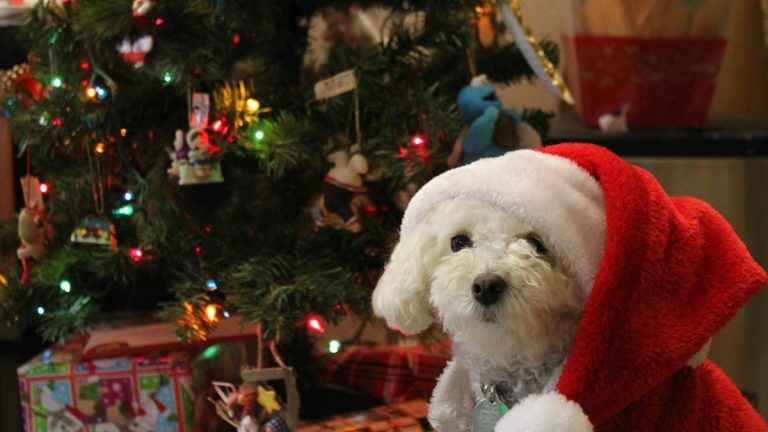 Adventskalender für Hunde 2026 – Beitragsbild