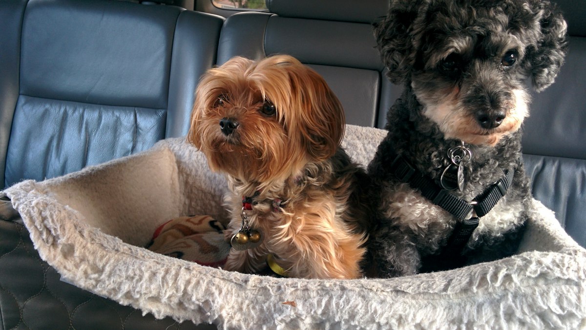 Autoschondecke für Hunde – Beitragsbild