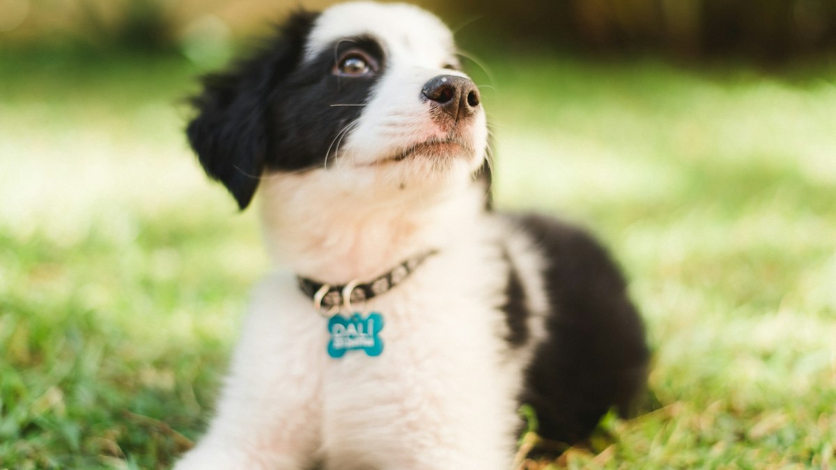 Welpe mit Hundemarke auf einer Wiese