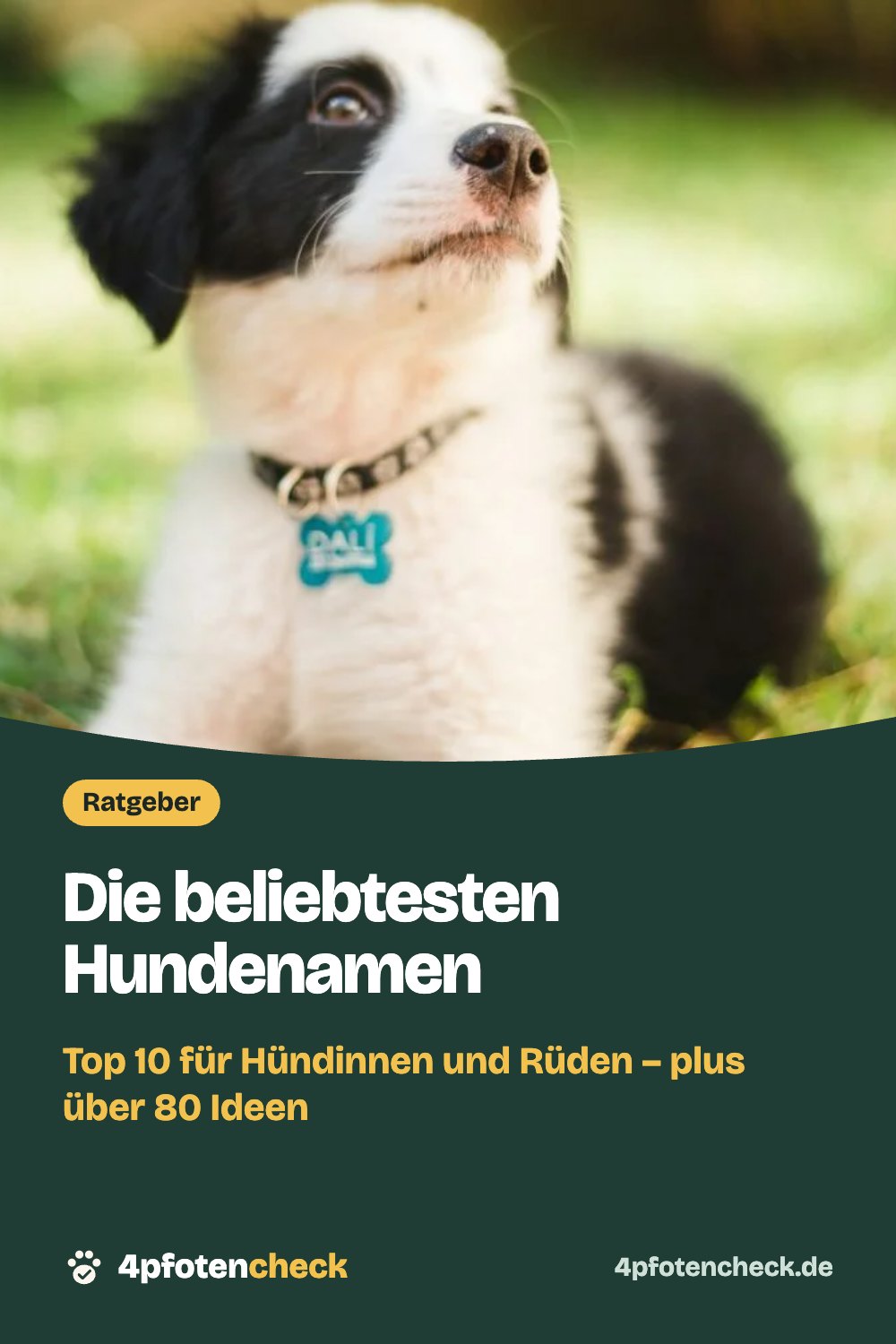 Die beliebtesten Hundenamen – Top 10 für Hündinnen und Rüden – plus über 80 Ideen