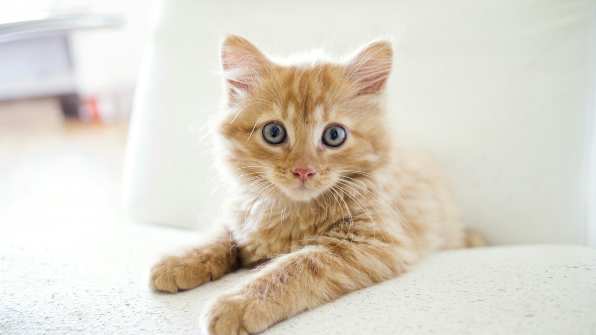 Die beliebtesten Katzennamen 2025: Top 10 für Katze & Kater + 80 Ideen