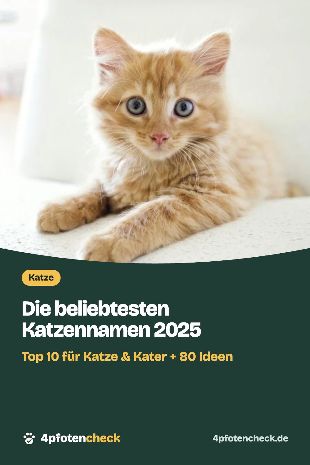 Die beliebtesten Katzennamen 2025 – Top 10 für Katze & Kater + 80 Ideen