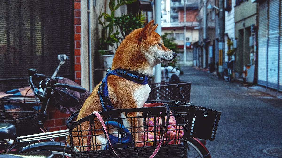 Fahrradanhänger für Hunde: 4 Modelle für kleine und große Hunde im Vergleich