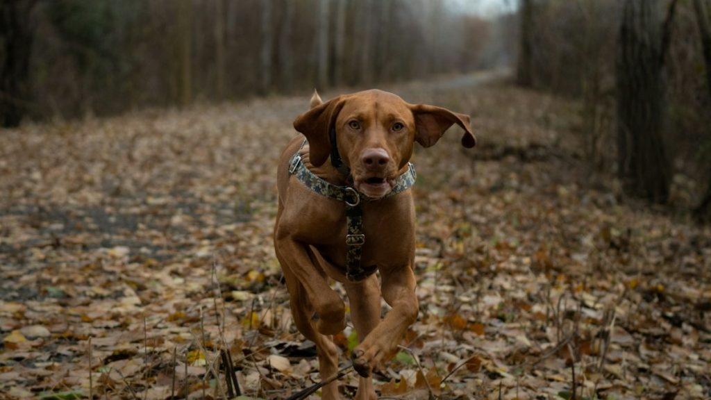 GPS-Tracker für Hunde – Beitragsbild