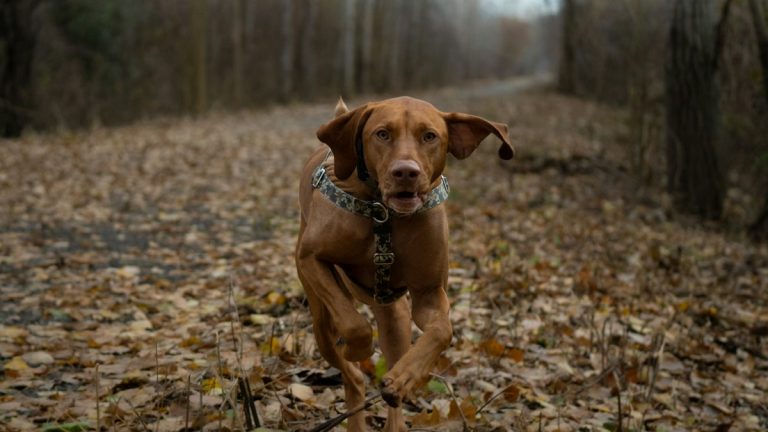 GPS-Tracker für Hunde – Beitragsbild