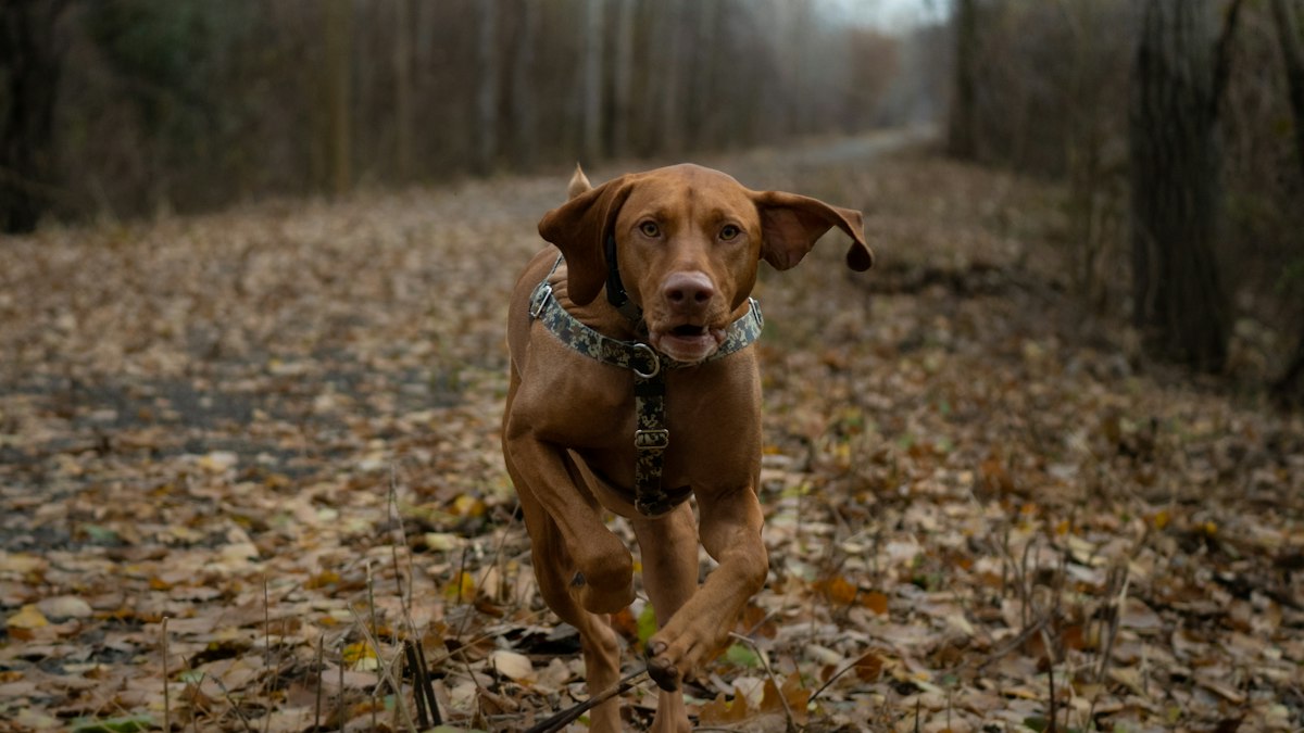GPS-Tracker für Hunde – Beitragsbild