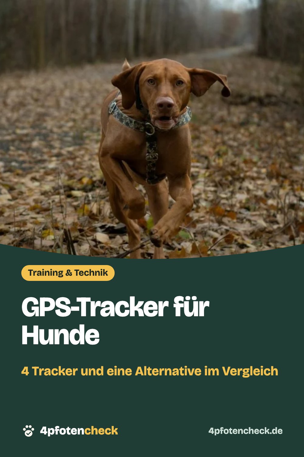 GPS-Tracker für Hunde – 4 Tracker und eine Alternative im Vergleich