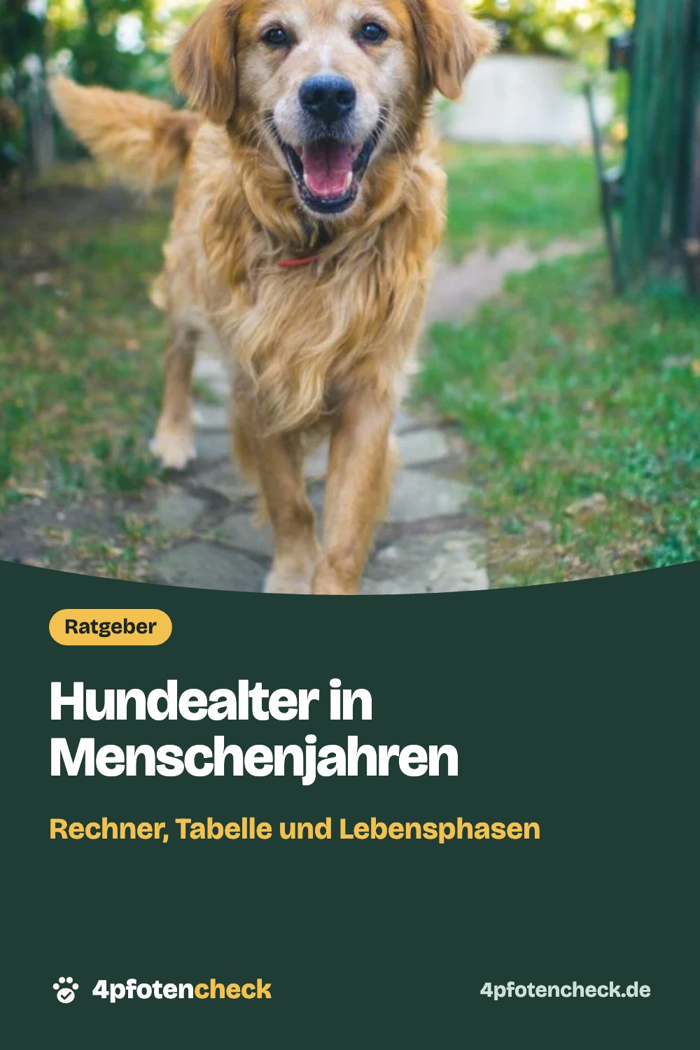 Hundealter in Menschenjahren – Rechner, Tabelle und Lebensphasen