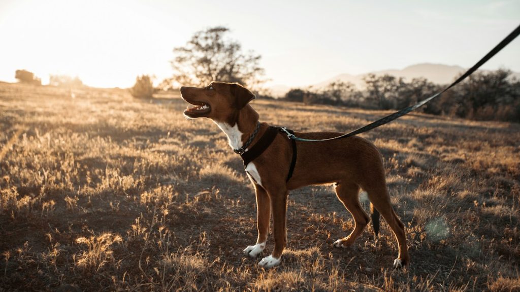 Hundegeschirr Vergleich – Beitragsbild
