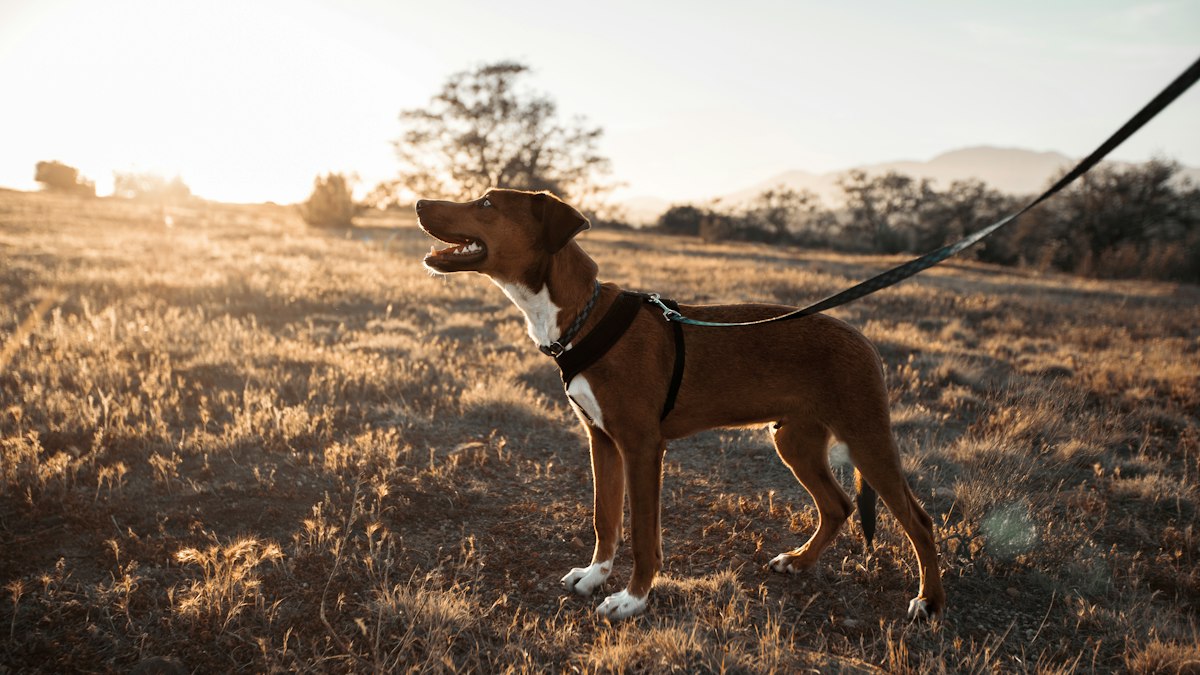 Hundegeschirr Vergleich – Beitragsbild