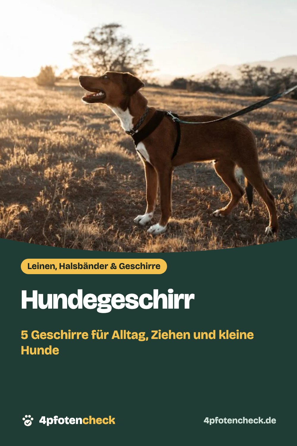 Hundegeschirr – 5 Geschirre für Alltag, Ziehen und kleine Hunde