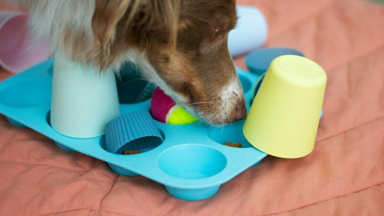 Intelligenzspielzeug für Hunde – Beitragsbild