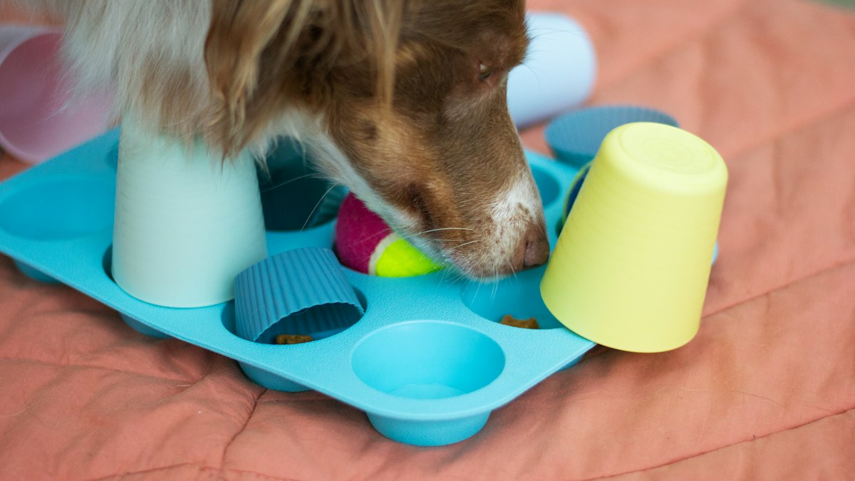 Intelligenzspielzeug für Hunde – Beitragsbild