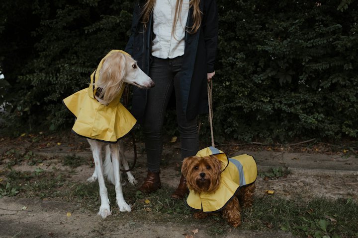 Zwei Hunde in gelben Regenmänteln