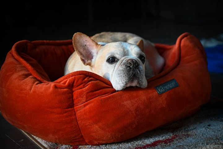Kleiner Hund liegt in einem roten Hundebett