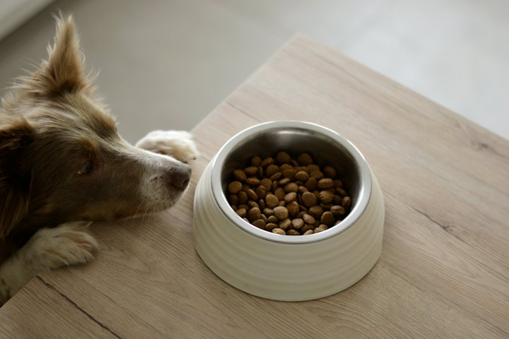 Hund frisst aus einem Futternapf