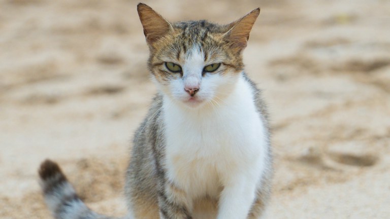 Junge Katze sitzt in hellem Sand