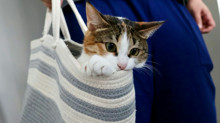 Katze schaut aus einer Tragetasche