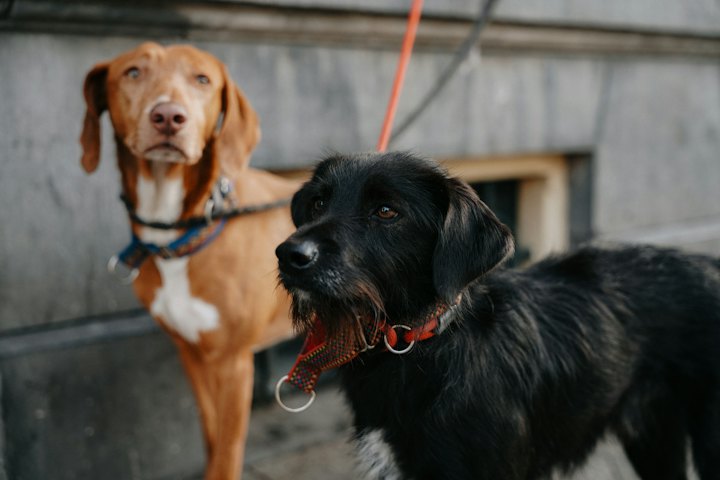 Zwei Hunde unterschiedlicher Rassen an der Leine