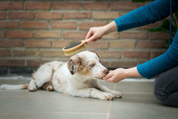 Hund bekommt die Zähne geputzt