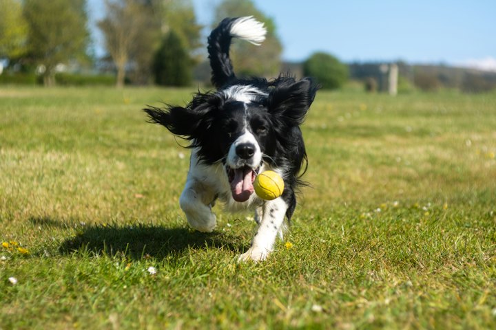 Border Collie Welpe spielt mit einem Ball