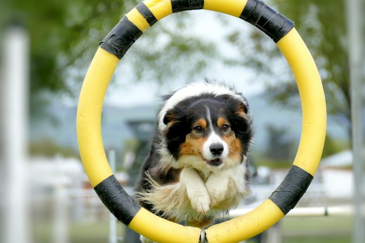 Fröhlicher Hund springt beim Agility-Training durch einen gelben Reifen