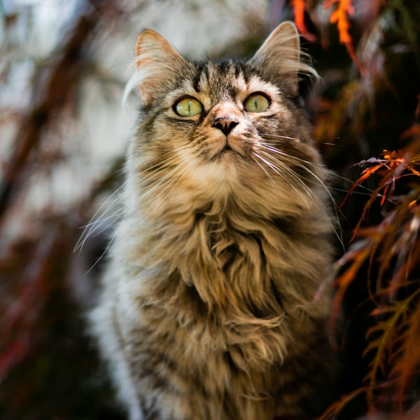 Maine-Coon-Katze schaut im Herbst nach oben, daneben rotes Ahornlaub