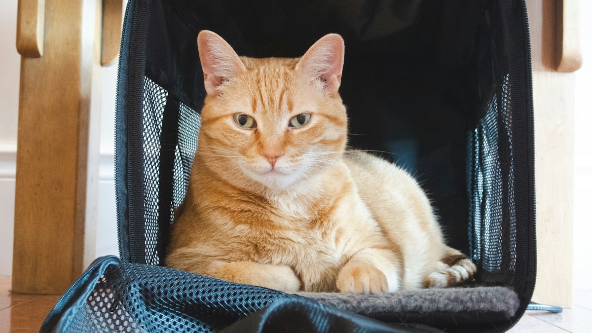 Transportbox für Katzen: 4 Modelle für den stressfreien Tierarztbesuch