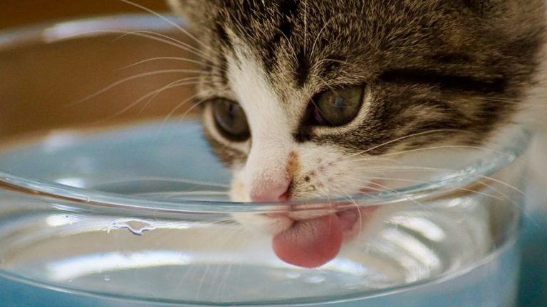Katze trinkt aus einer Wasserschale