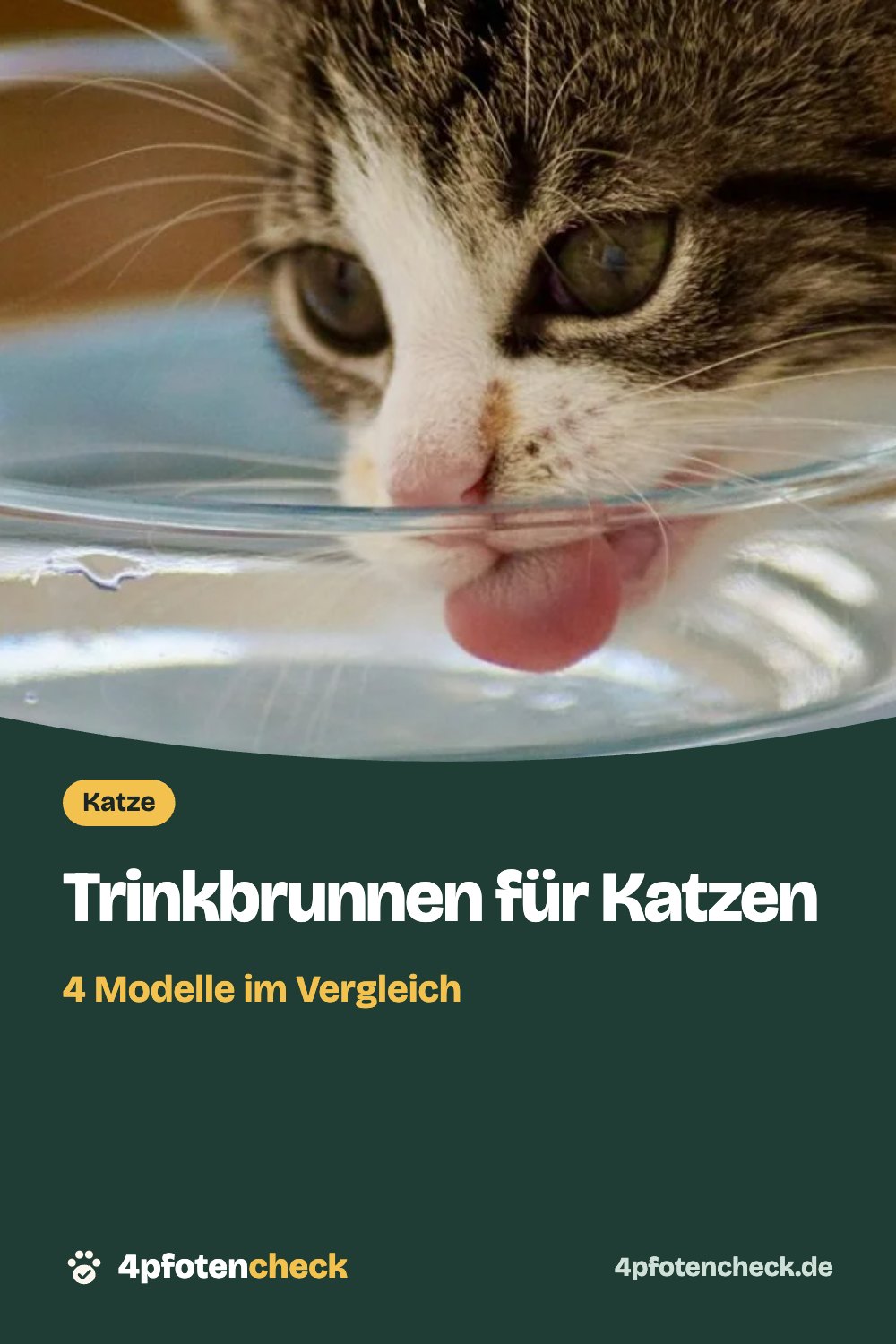 Trinkbrunnen für Katzen – 4 Modelle im Vergleich