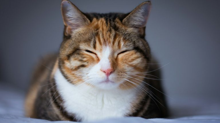 Katzenalter in Menschenjahren – Beitragsbild