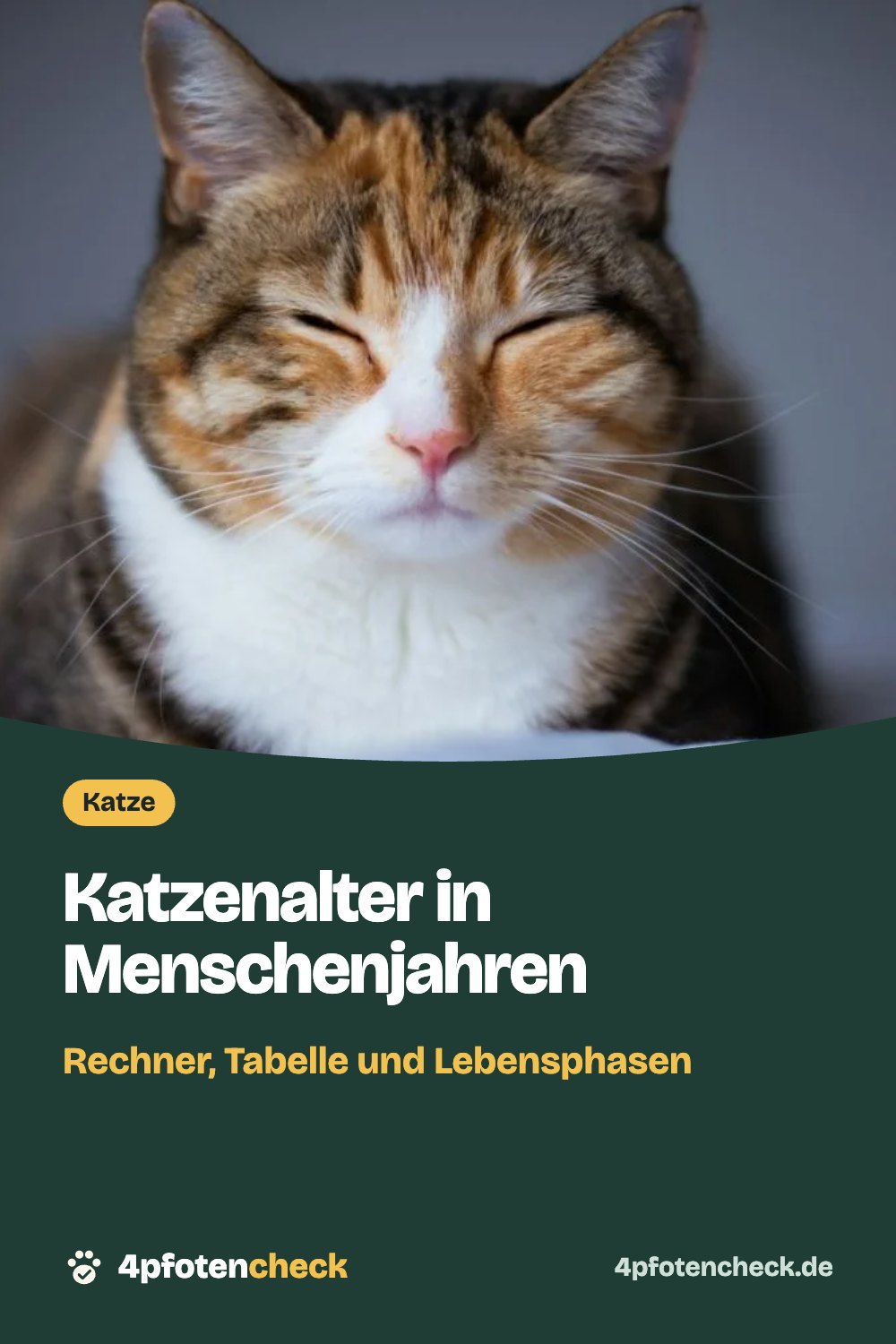 Katzenalter in Menschenjahren – Rechner, Tabelle und Lebensphasen