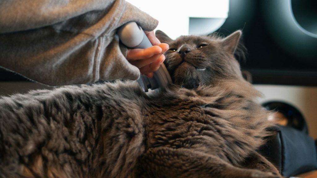 Katzenbürste – Beitragsbild