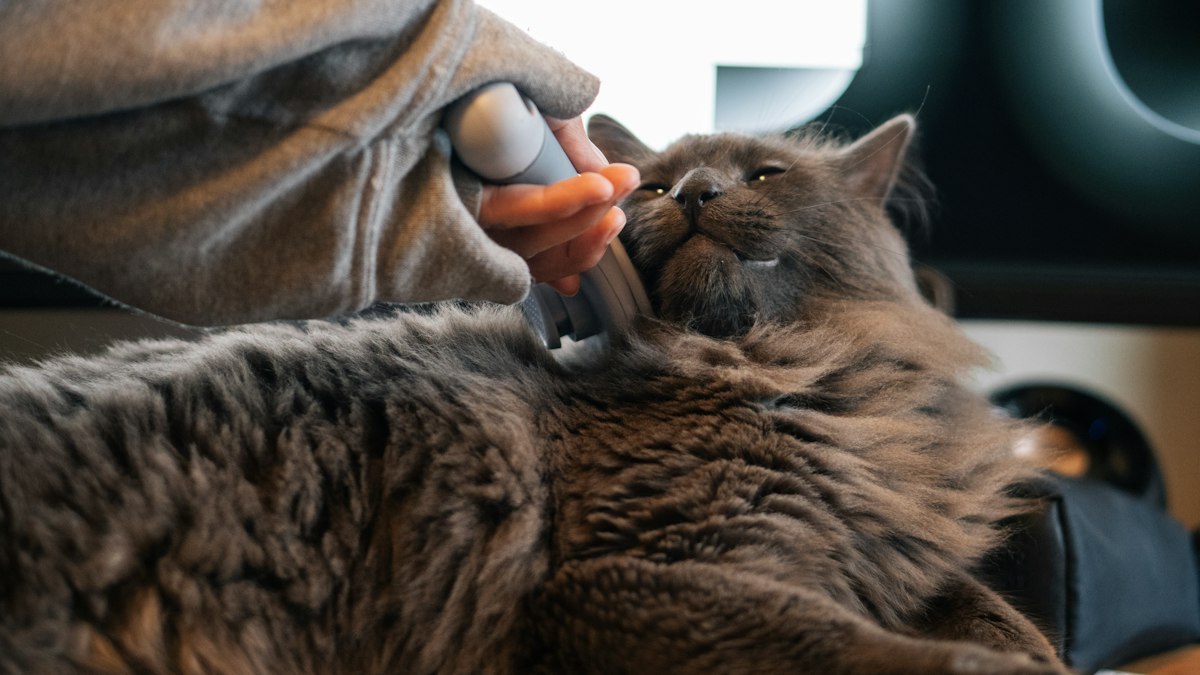 Katzenbürste: 4 Bürsten für den Fellwechsel im Vergleich
