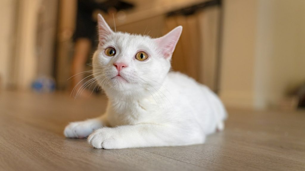 Katzentoilette – Beitragsbild