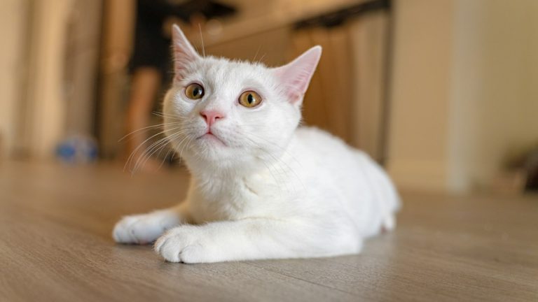 Katzentoilette – Beitragsbild