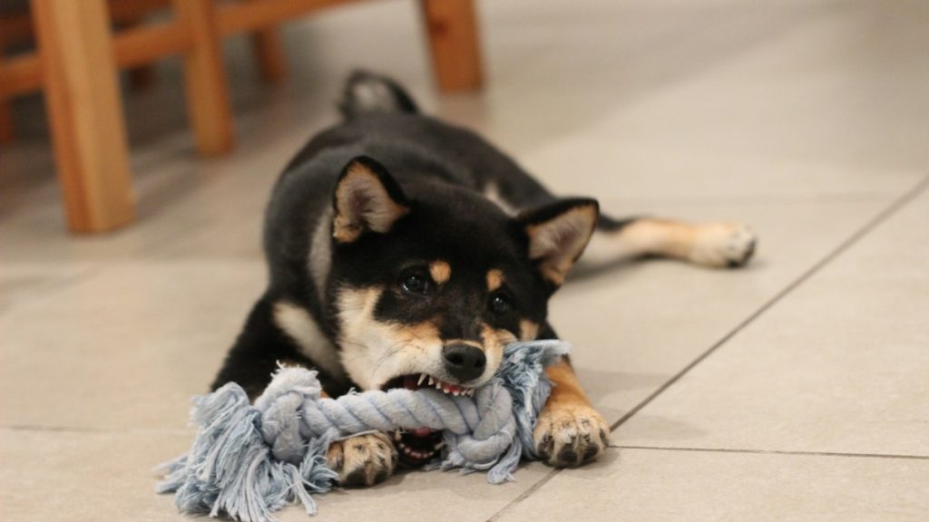 Kauspielzeug für Hunde – Beitragsbild