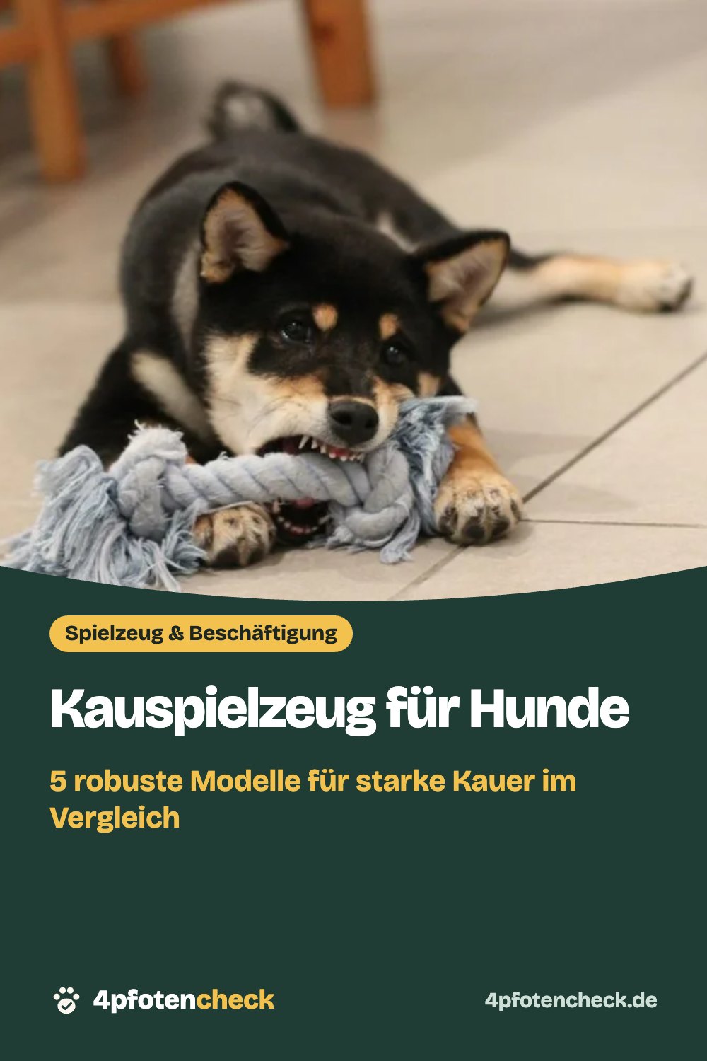 Kauspielzeug für Hunde – 5 robuste Modelle für starke Kauer im Vergleich