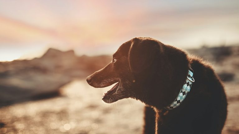 Leuchthalsband für Hunde