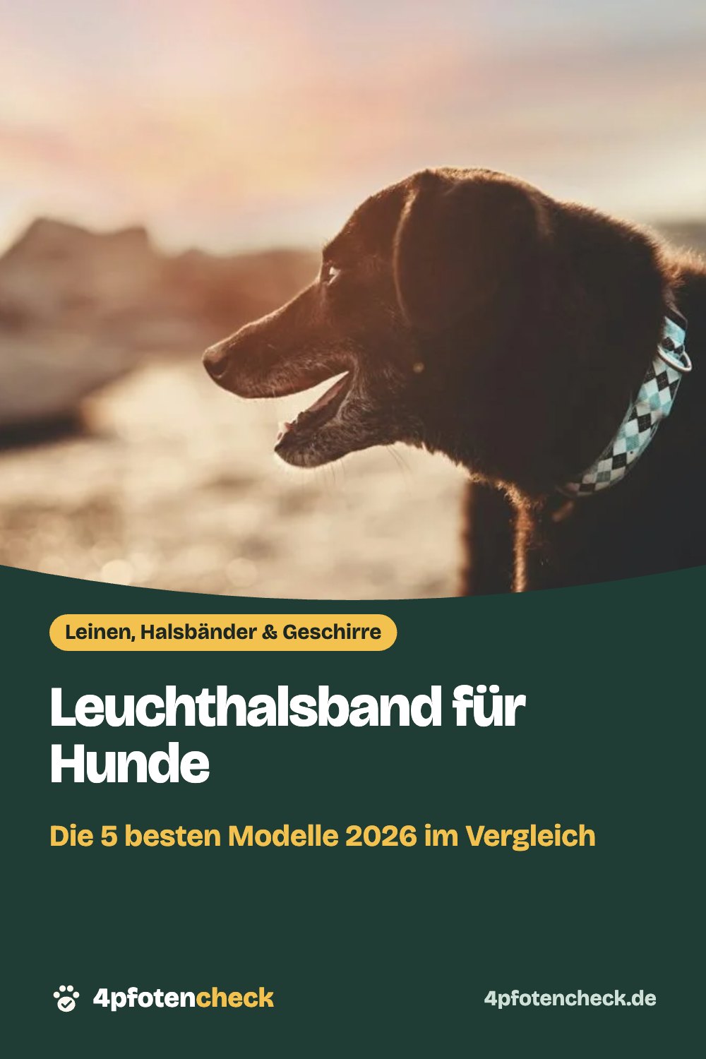 Leuchthalsband für Hunde – Die 5 besten Modelle 2026 im Vergleich