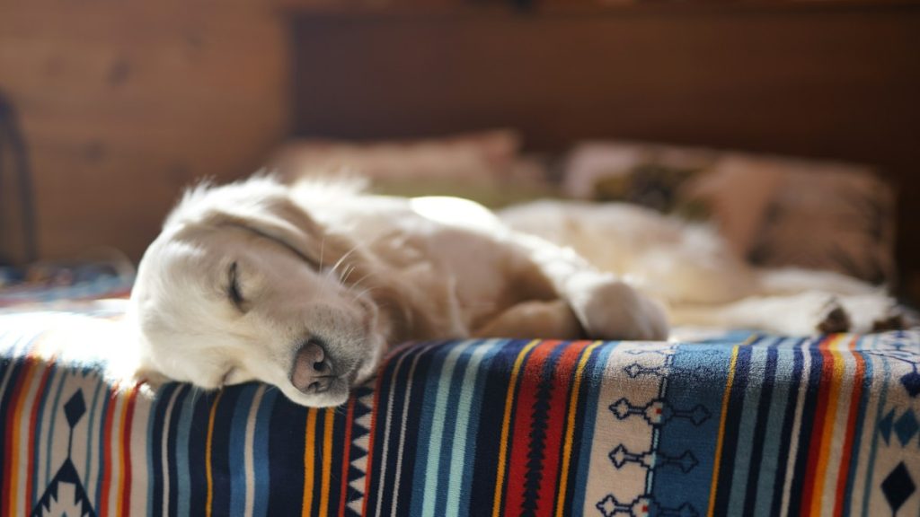 Orthopädisches Hundebett – Beitragsbild