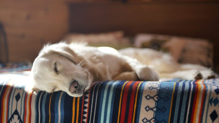 Orthopädisches Hundebett – Beitragsbild