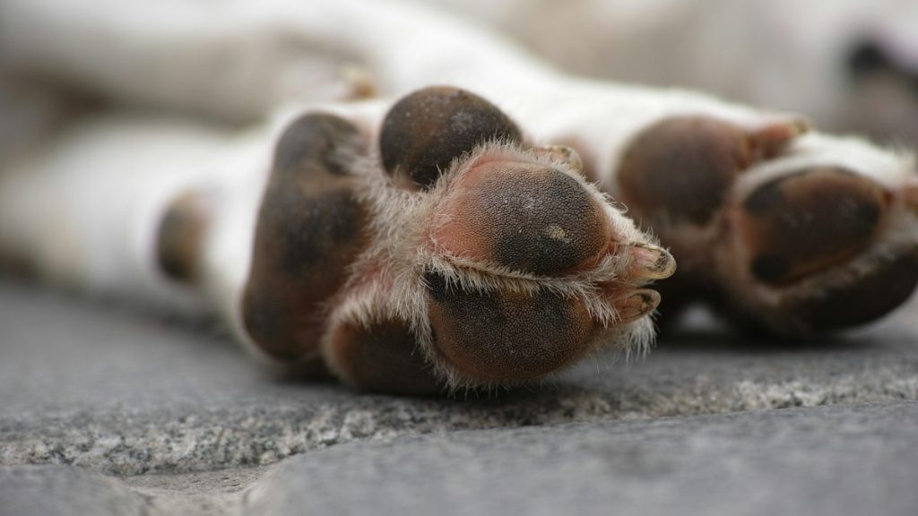 Pfotenbalsam für Hunde – Beitragsbild