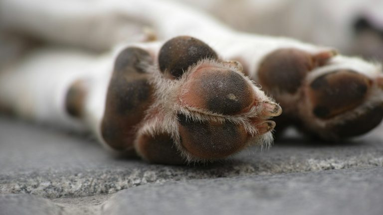 Pfotenbalsam für Hunde