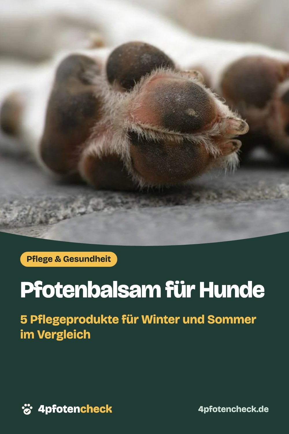 Pfotenbalsam für Hunde – 5 Pflegeprodukte für Winter und Sommer im Vergleich
