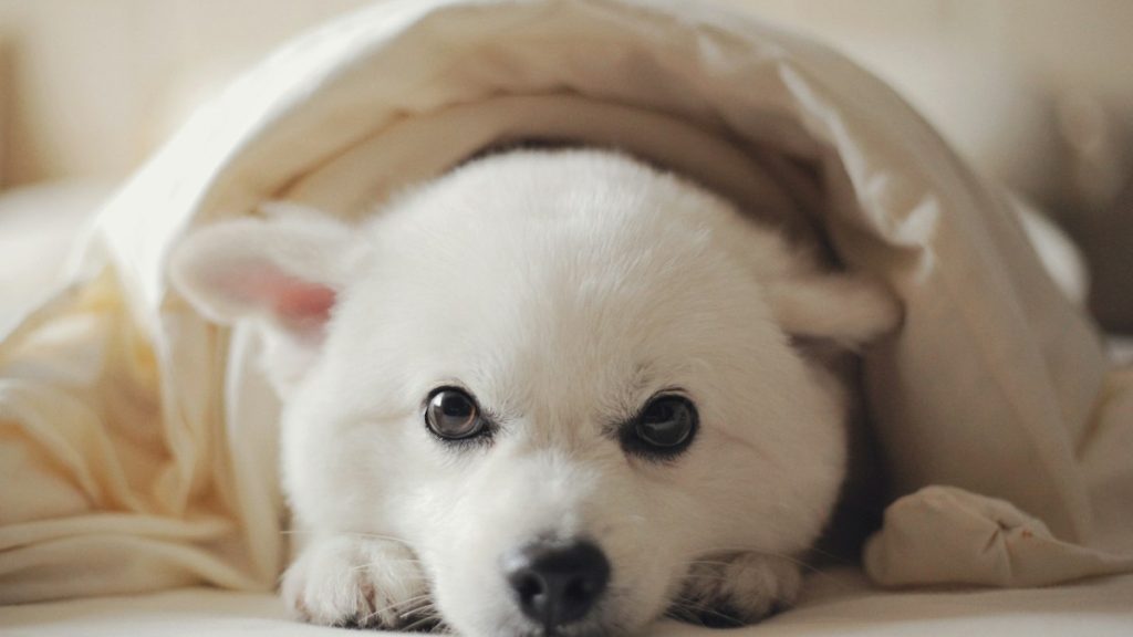 Silvester-Angst beim Hund – Beitragsbild